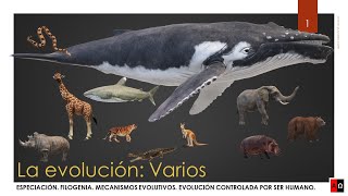 La evolución Especiación Filogenia Mecanismos evolutivos [upl. by Anesuza606]