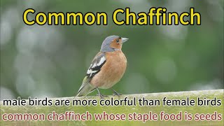 common chaffinch males more colourful than females and they are territorial bird in breeding season [upl. by Ataeb]