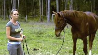 Natural Horsemanship Basics [upl. by Nebeur40]