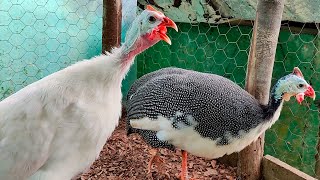 Debes Ver Este Video Antes de Tener Gallinas de Guinea  Después de un Mes [upl. by Zachar130]