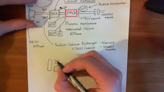 The Sodium Calcium Exchanger [upl. by Ladnik374]