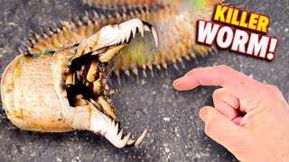 Bobbit Worm BITES Eats Fish Alive [upl. by Liuqa482]