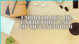 Embryology of excretory units  metanephros  Development of urogenital system [upl. by Polish]