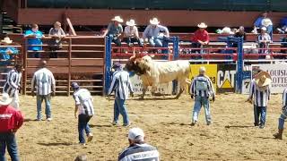 Angola prison rodeoguts and glory 😬🐂🐂 [upl. by Aynos]