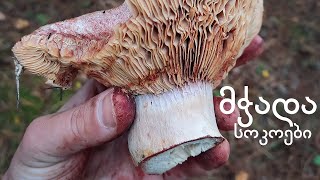 მჭადა სოკოები  Lactarius species [upl. by Reklaw567]