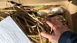 Unboxing Yellow House Heritage Perennials Delivery Part Two [upl. by Anohs]