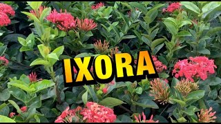 COMO CUIDAR da IXORA  VAI ficar LINDA no seu JARDIM [upl. by Htir]