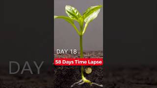 BELL PEPPER TIME LAPSE viralshorts timelapse trending plants subscribe fyp [upl. by Atsillak]