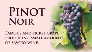 Pinot Noir Wine Dictionary wLettie Teague [upl. by Lauber]