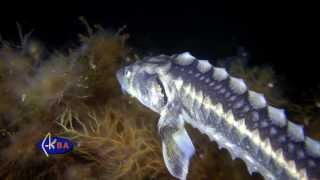 Russian sturgeon or diamond sturgeon Acipenser gueldenstaedtii Black sea  Русский осётр [upl. by Dachia]