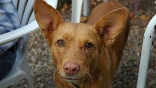 Podenco Andaluz maneto  Raza de Perro [upl. by Spense370]