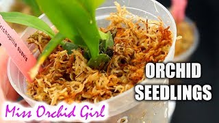 Orchid seedlings  potting media amp care tips  AskMissOG 😎 3 [upl. by Johannessen325]