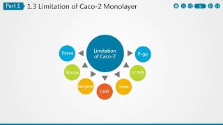 Caco 2 Cell Permeability Assay [upl. by Cailean395]