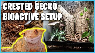 How To Setup a Bioactive Tank for a Crested Gecko [upl. by Eidassac991]