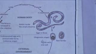 Life cycle of Ascaris lumbricoides [upl. by Pengelly]