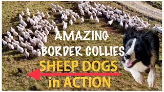 AMAZING BORDER COLLIES IN ACTION SHEEP DOGS HERDING SHEEP on mountain Scotland [upl. by Kingsly805]