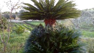 Cycas con figli [upl. by Anpas]