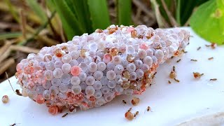 Invasive snail eggs crushed  Apple snail Eggs ASMR 🐌28 [upl. by Debera485]