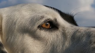 Sokak köpeklerinden korunma yolları [upl. by Adah]