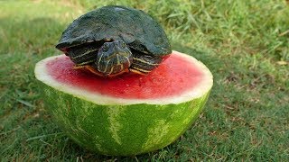 Turtles Love Watermelon [upl. by Ellezaj]