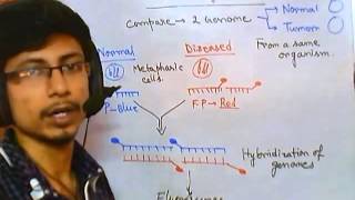 Comparative genomic hybridization [upl. by Yarehs]