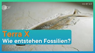 Terra X  Wie entstehen Fossilien [upl. by Lehcem]