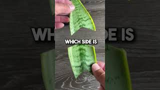 How To Propagate a Sanseveria “Snake Plant” [upl. by Regdor198]