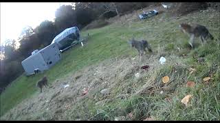 New  Old Coyote Adult Week Fall Behaviors Happy Eating amp Waiting for Family out Hunting Pt 13 [upl. by Littman192]