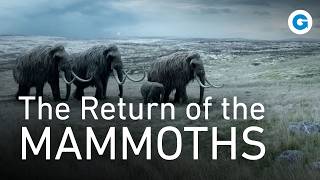 Mammoths Explained Alpha Females Teeth Trails and the Great Migration [upl. by Ehcropal]