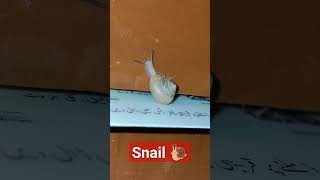 snails in aquarium snails in the rain snails mating snails for kids snails on face snail [upl. by Acirederf114]