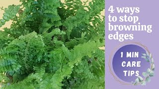 WHAT TO DO WITH BROWN FERN LEAVES  Boston fern brown leaves  Fern care tips [upl. by Petey]