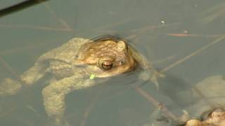 Common Toads or European Toads Bufo bufo  Erdkröten [upl. by Mitchel]