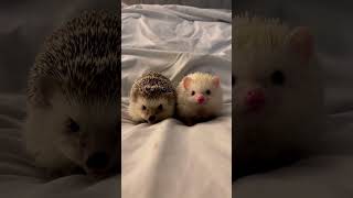 Hedgehog 🦔 962 shorts hedgehog stickyHedgehog cutehedgehogs hedgehoglove [upl. by Yrannav]