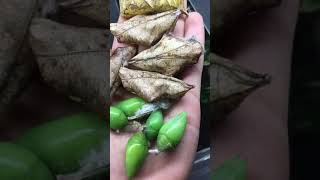 Butterfly Pupae [upl. by Genvieve]