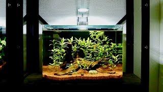 Setting Up Fifth Planted Betta Fish Tank  Hygrophila Polysperma Nano Aquarium [upl. by Steep]