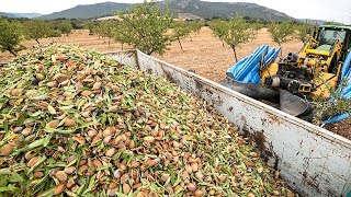 28 Billion Pounds Of Almonds Harvested This Way In California  Almond Processing Factory [upl. by Mariande]