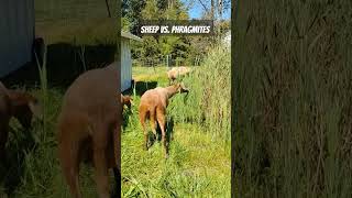 Using Sheep to Battle Invasive Phragmites organicweedcontrol michiganhomestead [upl. by Mal]