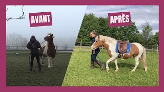 AVANT  APRÈS travail d’un petit cheval islandais [upl. by Franckot229]