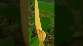 Colocasias flower nature gardenflowerplants gardenbeauty [upl. by Ahsemat724]