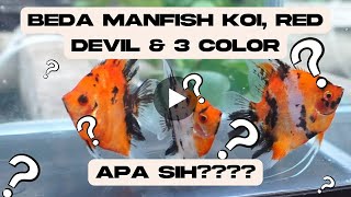 Perbedaan Manfish Koi Red Devil amp 3 Color Untuk Pemula [upl. by Roer790]