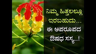 ಇದು ವಿಷ ಆದರೂ ಮಹಾ ಔಷಧ Its an endangered medicinal plant Save this plant [upl. by Eerdua]