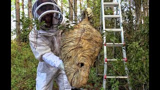 Massive BaldFaced Hornets Nest Removal [upl. by Park]