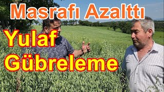 Susuz Arazide Yulaf Gübreleme  Yulaf İçin Sıvı Gübre  Yaprak Gübresi [upl. by Zaraf]