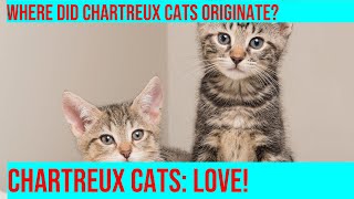 Uncovering the Mystery of the Chartreux Cat Breed [upl. by Eniledgam945]