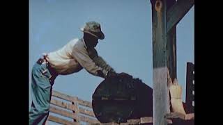 Turpentine Industry Documentary from the 1940s [upl. by Yssim]