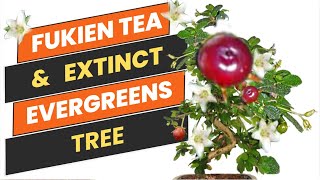 Enigmatic Fukien Tea Tree including Extinct Evergreens Tree  Fujian Tea  Doyel Agro [upl. by Pahl]