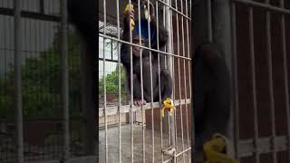 CHIMPANZEE Bujumbura Zoo filmé par JKA 2022 Burundi on YT by HabariSalam [upl. by Ender]