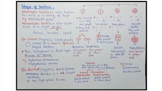 Shapes Of Bacteria  Cocci Bacilli And Spiral  Biology Class 11th [upl. by Suez934]