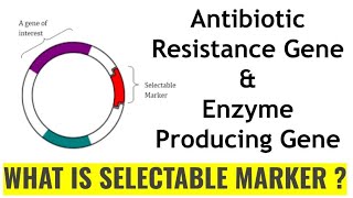 Selectable Marker Gene Biotechnology part  5 antibioticresistance laczgene [upl. by Fasta]