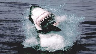 Great White Shark Attack And Breach  Planet Earth  BBC Earth [upl. by Eppillihp]